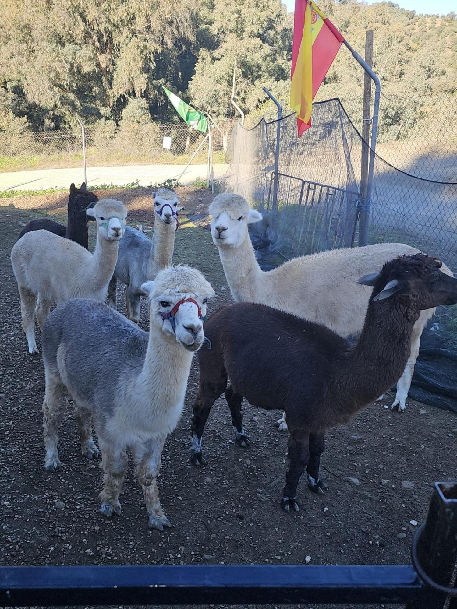 Experience Alpacas In Andalucia Apartment Córdoba Cameră foto